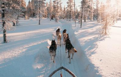 chiens tirant un traineau dans la neige