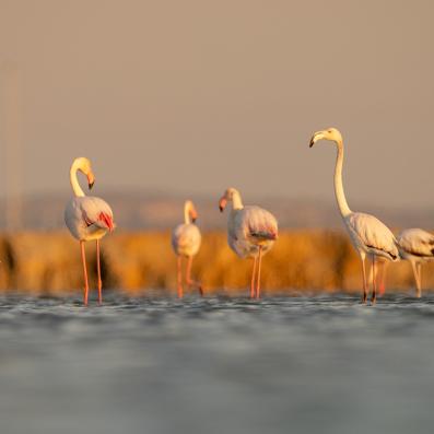 flamants roses