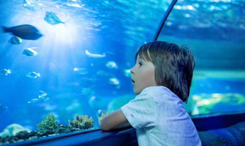 enfant contemplant un aquarium géant
