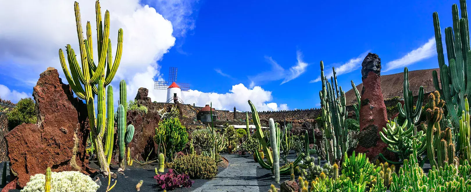 moulin à vent et cactus