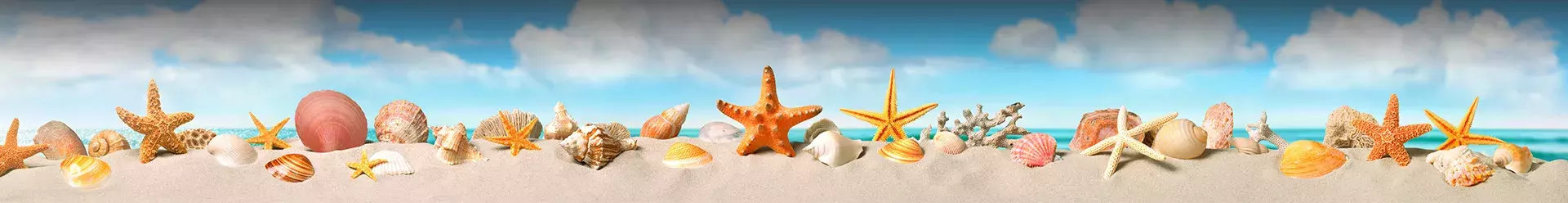 coquillages sur la plage