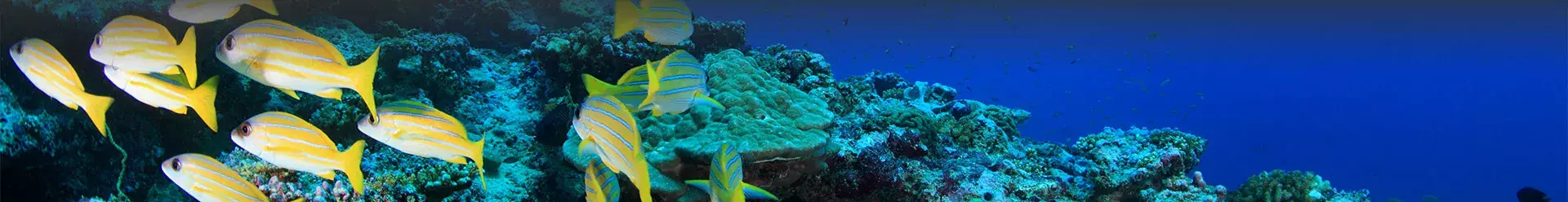 poissons colorés dans la mer