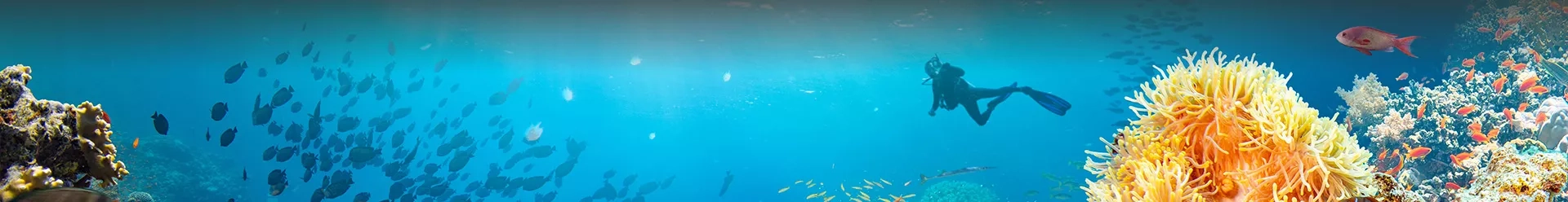 Des fonds marins avec un plongeur