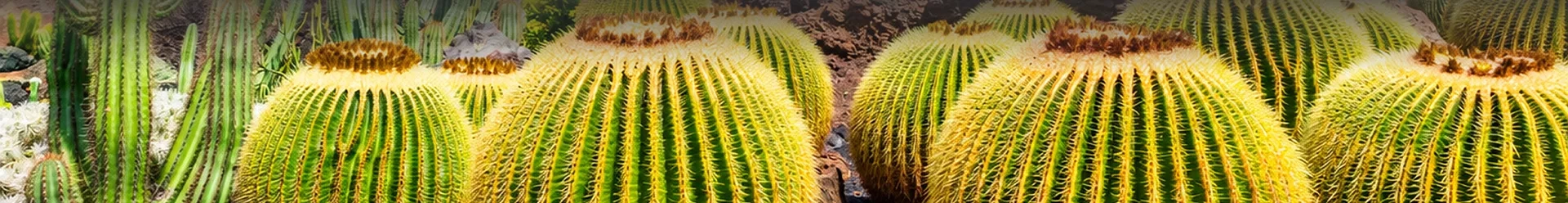 De gros cactus ronds