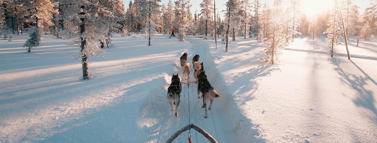 chiens tirant un traineau dans la neige