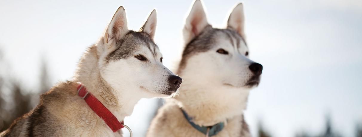 2 chiens husky