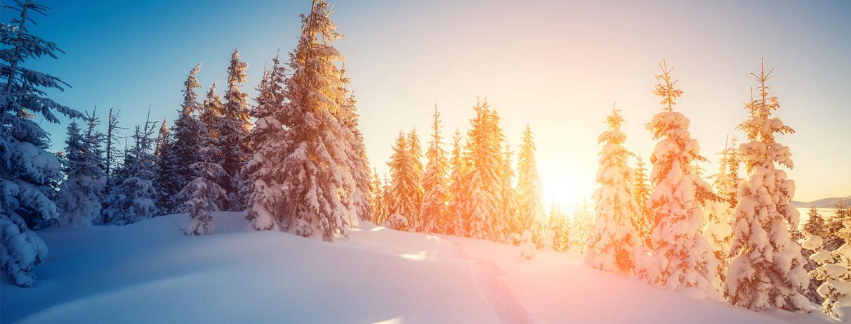 paysages avec sapins enneigés