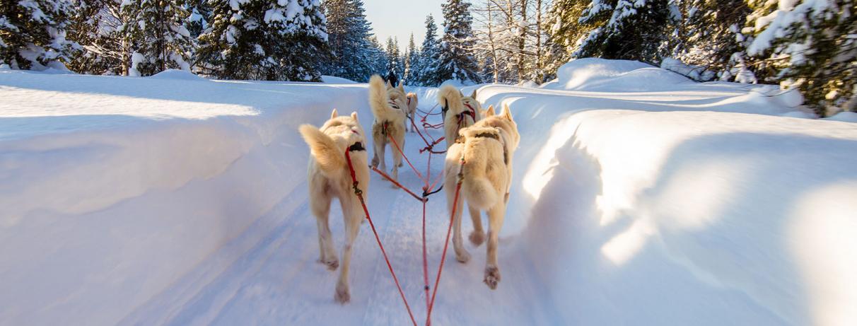 chiens tirant un traineau dans la neige