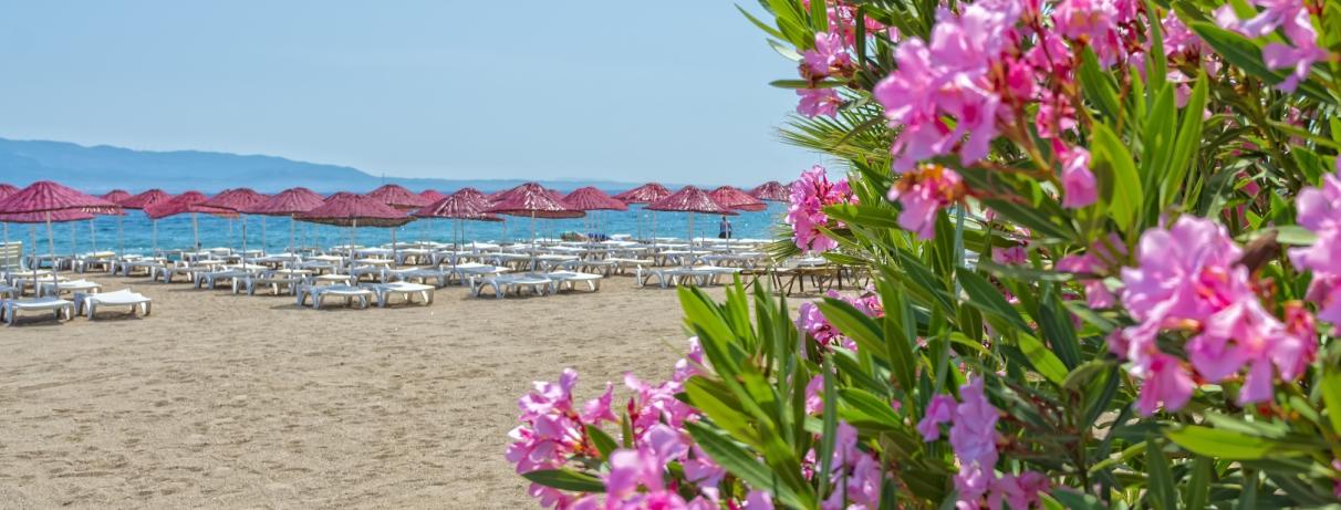 plage avec transats et parasols 