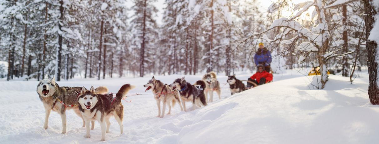 chiens de traineaux 