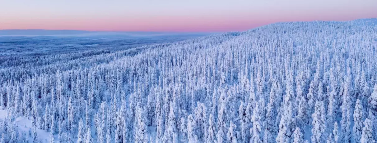 Laponie foret enneigée