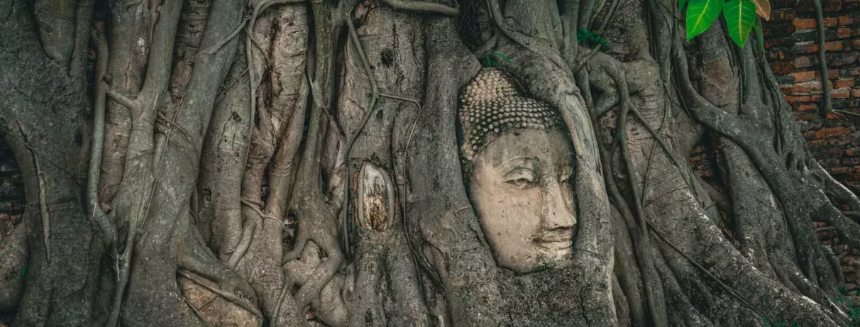 bouddha ancrée dans un tronc d'arbre  