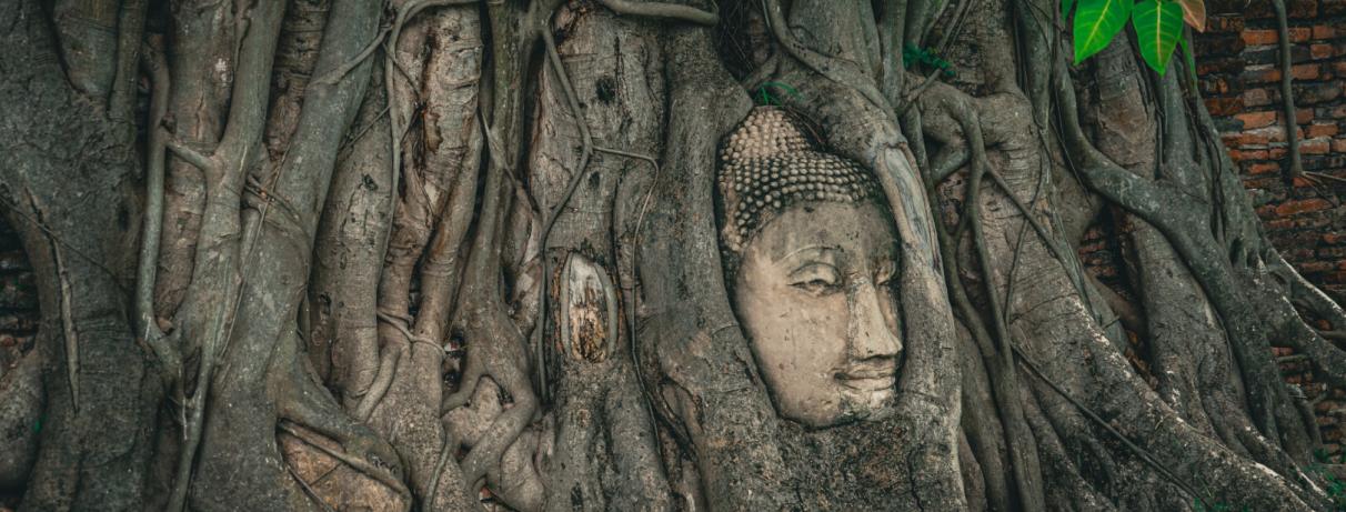 bouddha dans un arbre  