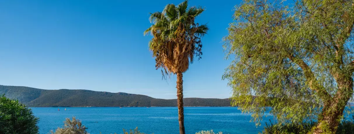 vue sur la mer avec un arbre au milieu 