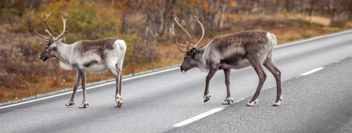 deux rennes traversant une route en Laponie 