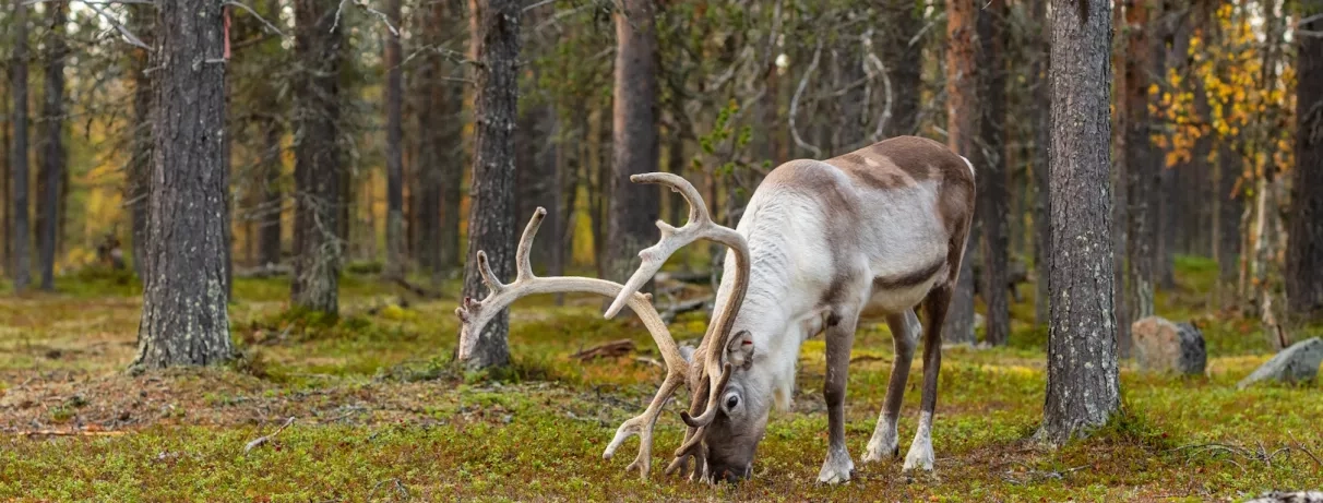 rennes dans une forêt à levi en laponie finlandaise en été