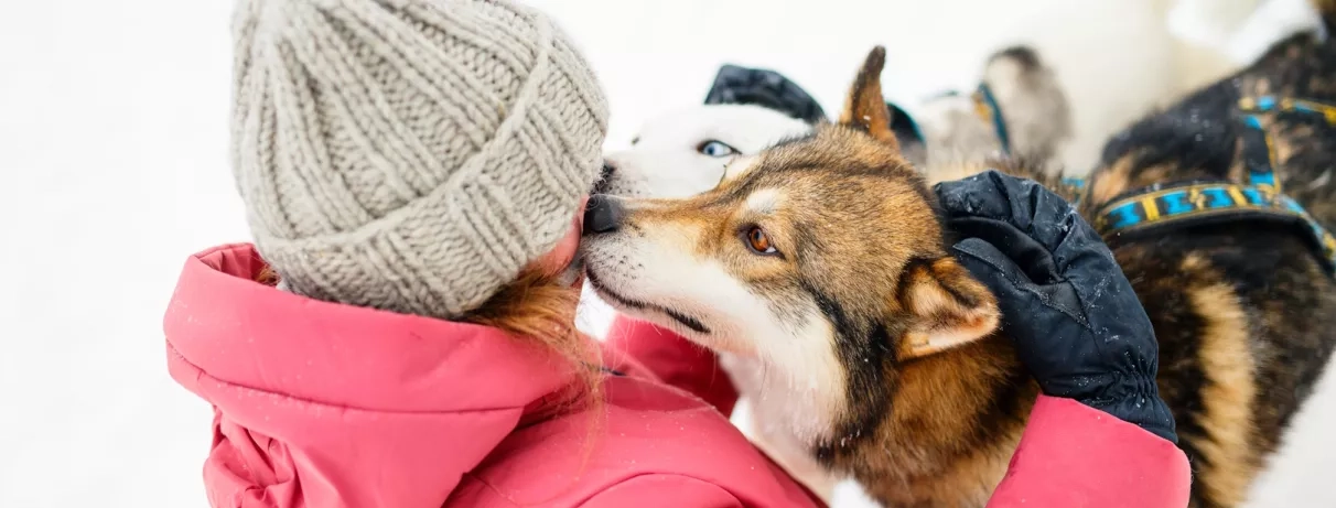 fillette carressant un husky en laponie finlandaise à levi lors d'un séjour à l'hôtel levi spa