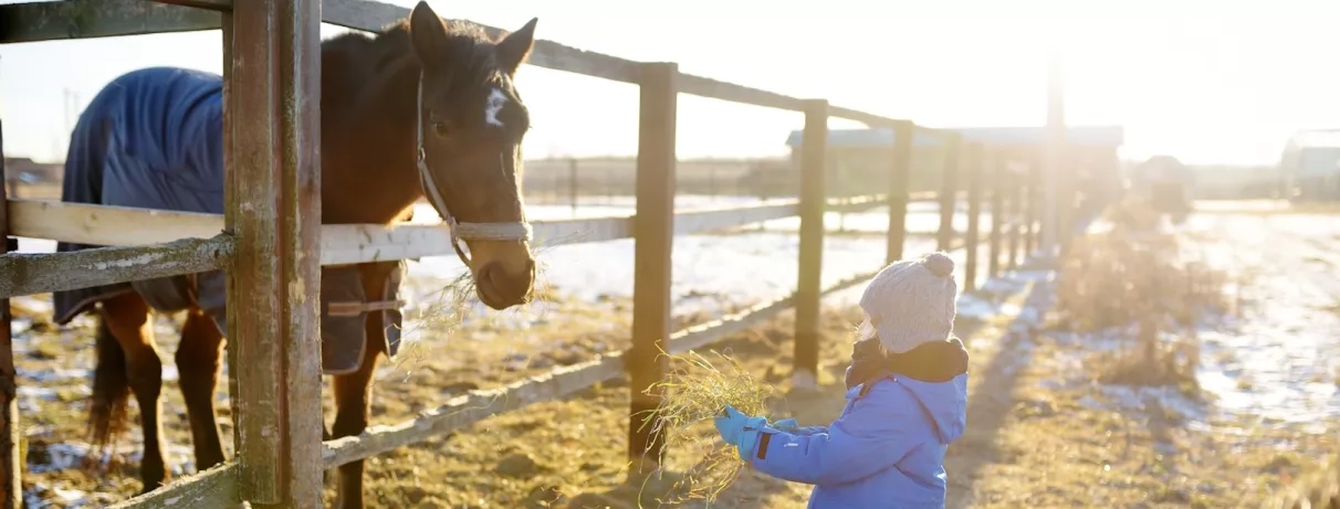 jeune garçon nourrissant un cheval en laponie finlandaise en été lors d'un séjour au levi spa