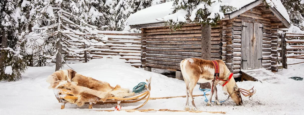 Renne et traîneau traditionnel devant un chalet en bois enneigé au Mondi Club Sodankylä.
