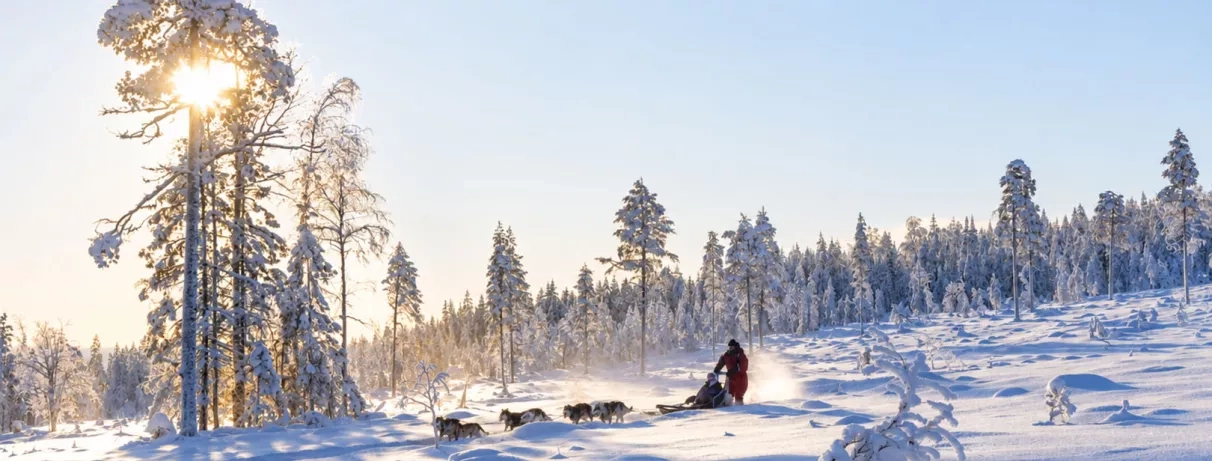 Balade en traîneau à chiens dans les forêts enneigées de Laponie au départ du Mondi Club Sodankylä.
