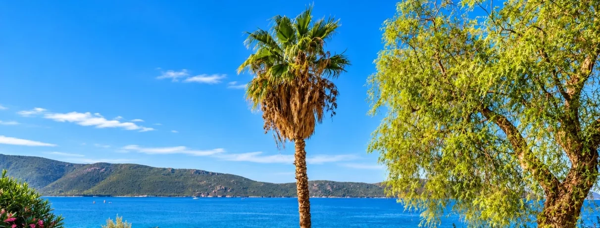 vue sur la mer avec un arbre au milieu 