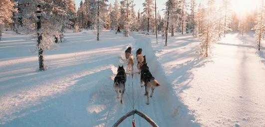 chiens tirant un traineau dans la neige