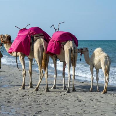 dromadaires sur la plage