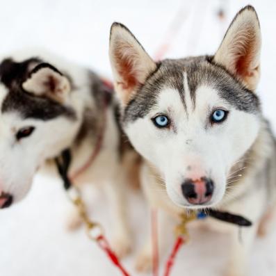 chiens husky