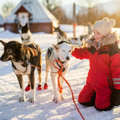 enfant avec chiens huskies