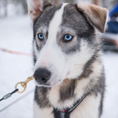 chien husky