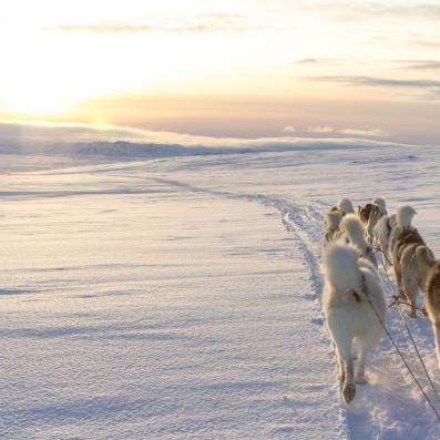 chiens de traineau dans la neige