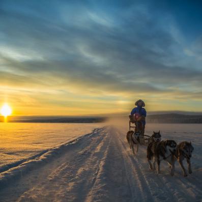 homme tiré par chiens de traineau au coucher du soleil