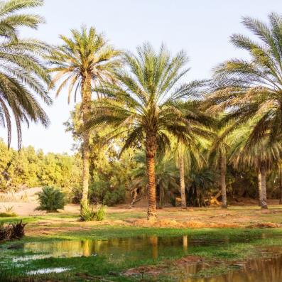 oasis avec palmiers