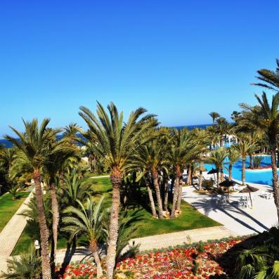 palmiers devant piscine