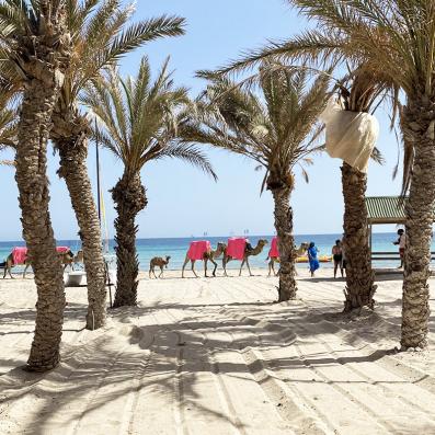 chameau passant sur la plage