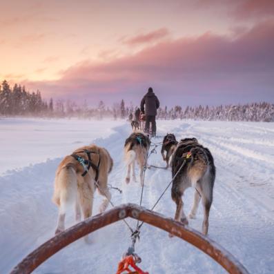 chiens de traineaux