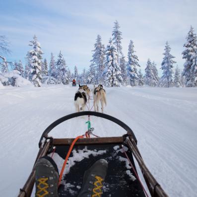 chiens de traineaux
