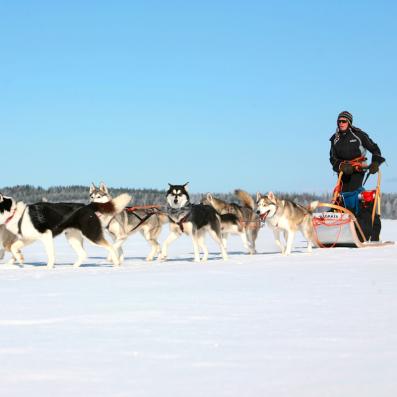 Chiens de traineaux 