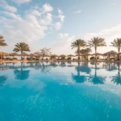 piscine avec vue palmiers 