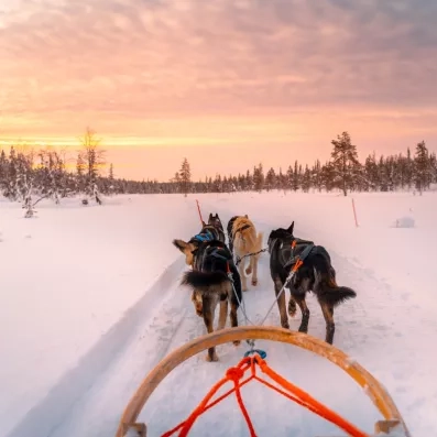 Chiens de traîneau tirant un équipage dans la neige sous un coucher de soleil en Laponie.