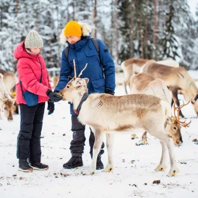 Un adulte et un enfant nourrissent un renne dans la neige pendant leur séjour famille en Laponie.