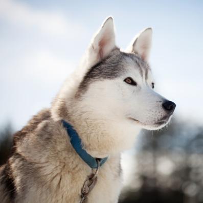 chien 