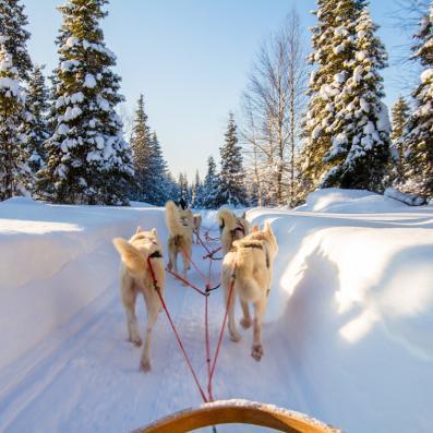 chiens traineau
