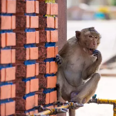 singe dans la nature en pleine rue