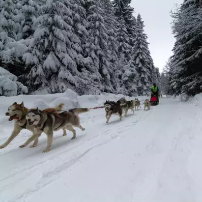 Excursion en chien de traîneau husky à travers les paysages sauvages de Sodankylä.