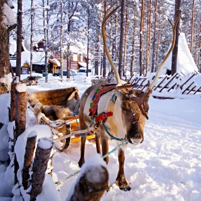 Traîneau à renne traditionnel dans une forêt enneigée, voyage culturel authentique en Laponie suédoise.