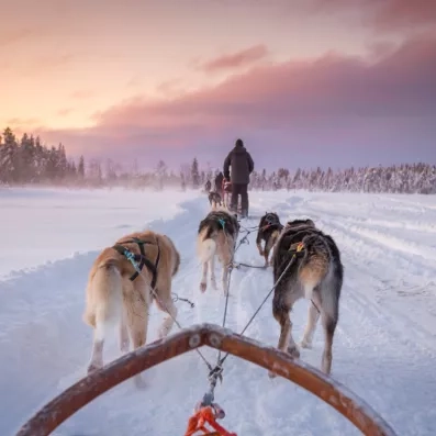 Safari en chiens de traîneau à l'aube, activité incontournable d'un voyage hiver en Laponie.