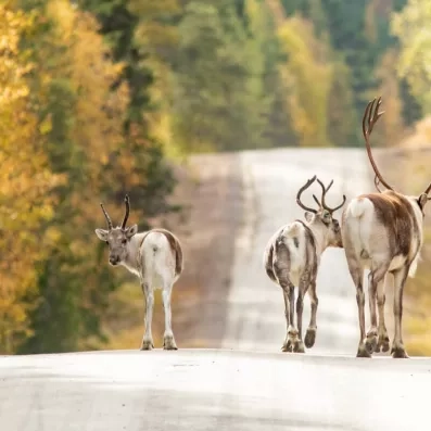 Trois rennes dont un grand et deux petits se baladant sur une route près des fôrets