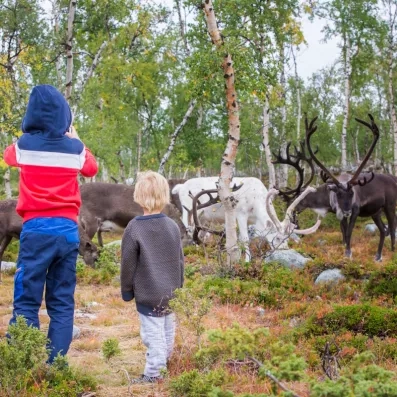 enfants s'approchant de rennes dans la forêt de laponie finlandaise lors d'un séjour au Levi Spa
