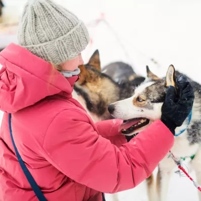 fillette carressant un husky en laponie finlandaise à Levi en été durant un séjour au Levi Spa